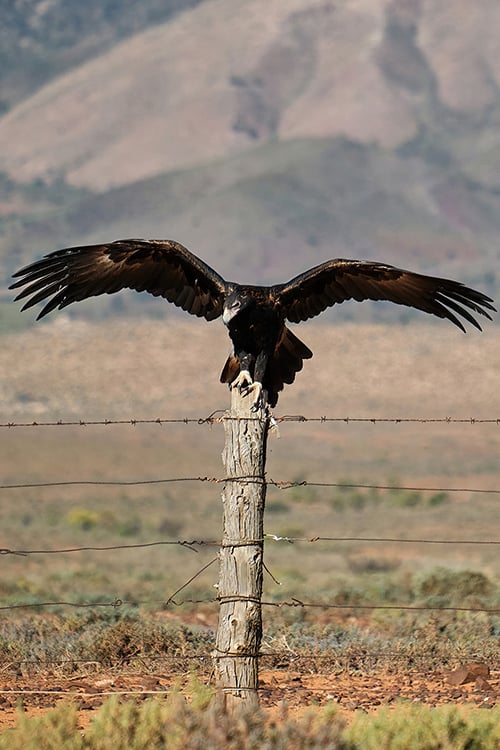 Wedge Tail Eagle